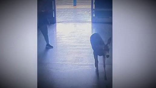 Un venado 'aventurero' recorre jardines y se baña en alberca antes de llegar a Sam's Club en Corona