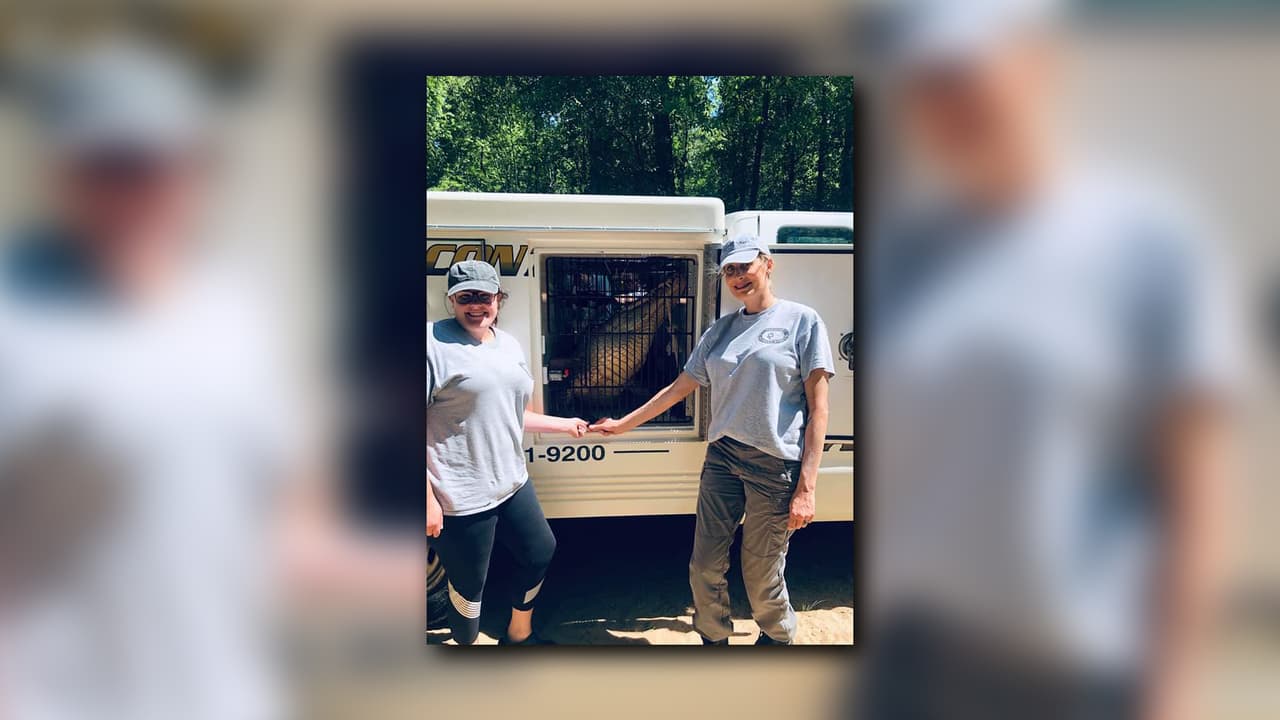 Un caimán bloqueó temporalmente el paso por Joe Tamplin Industrial Boulevard, en Macon, Georgia agentes de la oficina de Control de Animales del condado de Bibb, lograron sacar al reptil de la vía y fue trasladado a su hábitat natural en Bond Swamp National Wildlife Refuge en Macon.