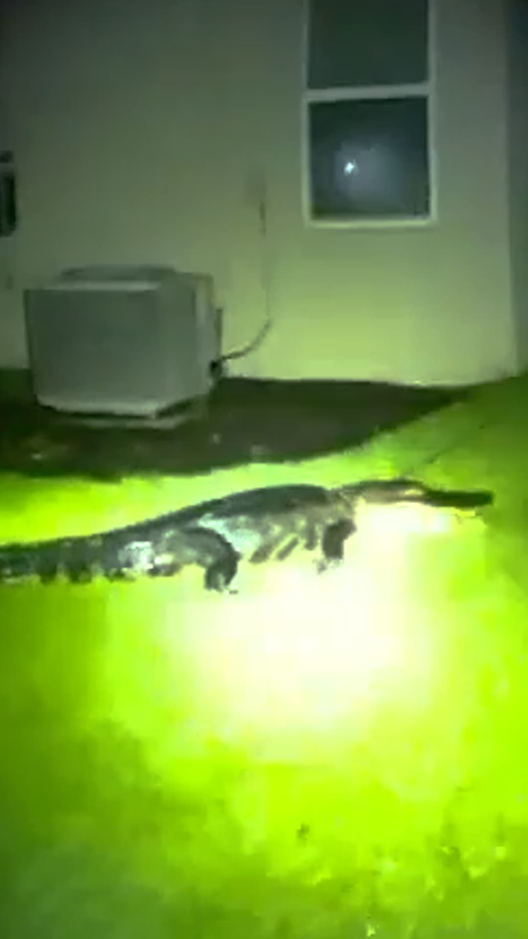 Un Caimán Enorme Se Mete en el Patio de una Casa