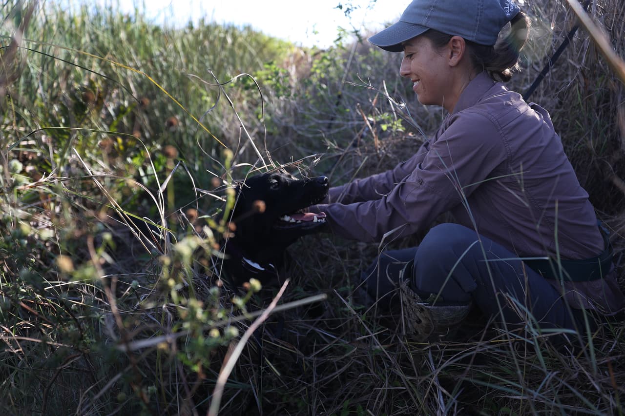 Con su olfato entrenado, los dos perros sirven como detectores de estas serpientes, ayudando a sus entrenadores a capturar las enormes pitones que invaden el estado.
<br>