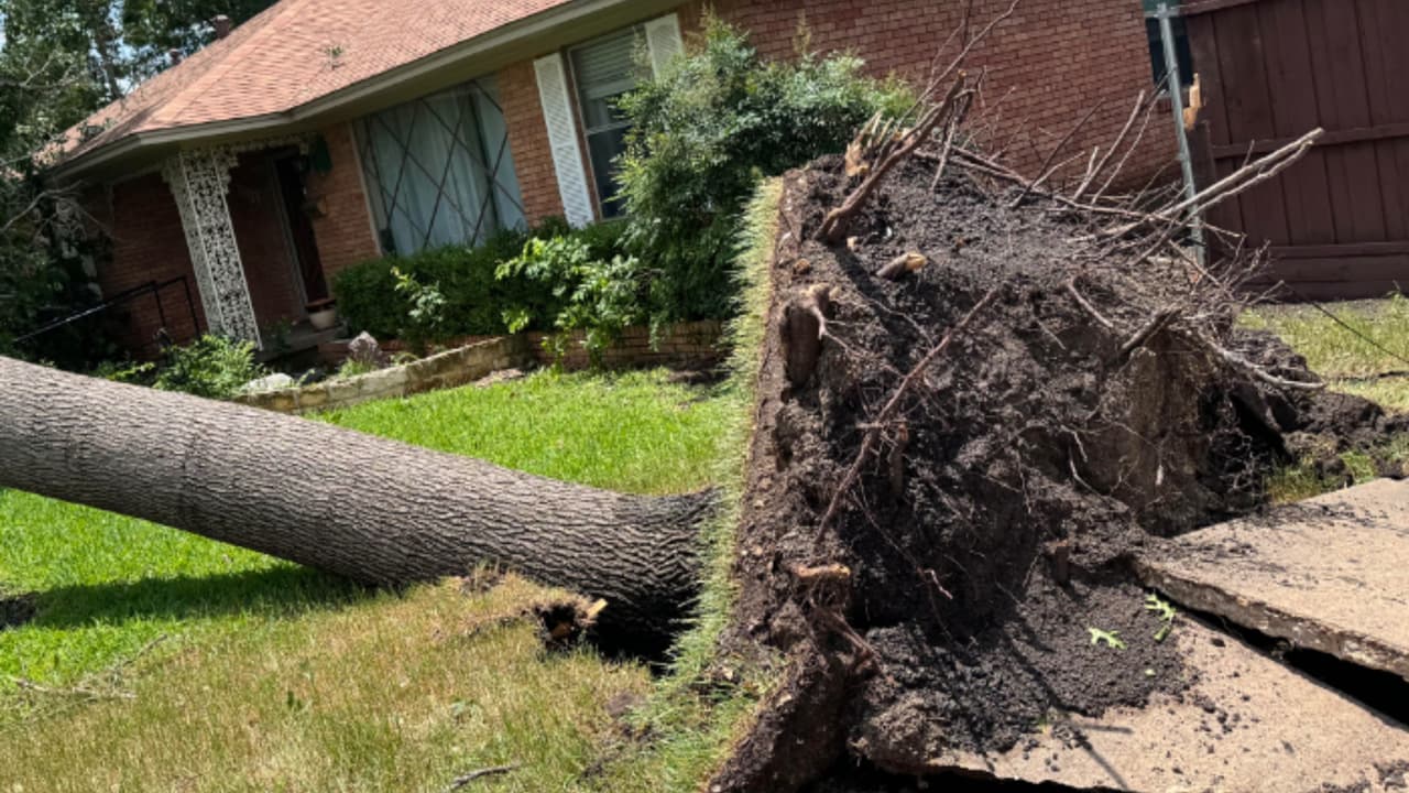 Árboles caídos, arrancados incluso desde la raíz y miles de clientes sin electricidad son parte de la 
<b>devastación en el centro de Dallas, debido a tormentas y fuertes ráfagas de viento </b>de hasta 60 millas por hora.