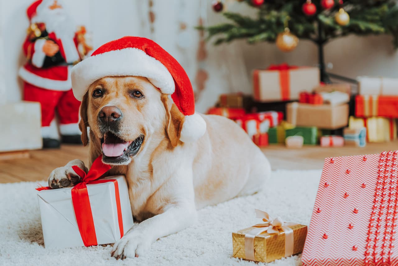 Con la llegada de la Navidad es común que los hijos le pidan a sus papás una mascota de regalo, pero antes de tomar una decisión tan importante, es fundamental que te hagas varias preguntas, pues una mascota, contrario a los juguetes, no es desechable y requiere mucha responsabilidad.