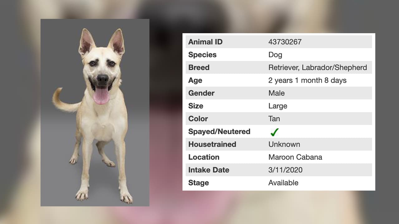 King es macho, tiene 2 años y es una bonita mezcla de varias razas que incluye al labrador.