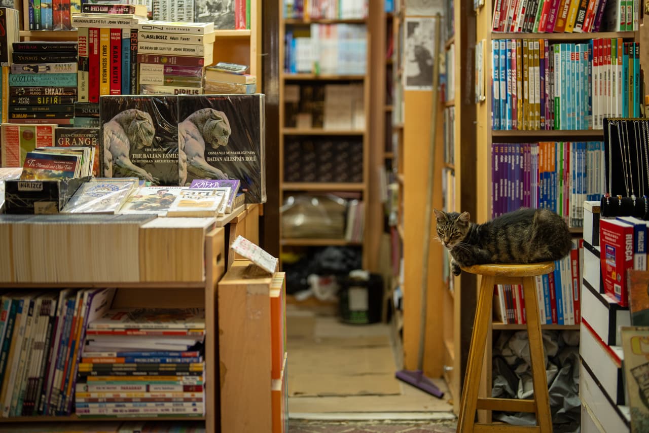 Un gato se sienta en un taburete dentro de una librería en el barrio de Beyazit en Estambul, Turquía, el martes 4 de agosto de 2026. (Foto AP/Emrah Gurel)