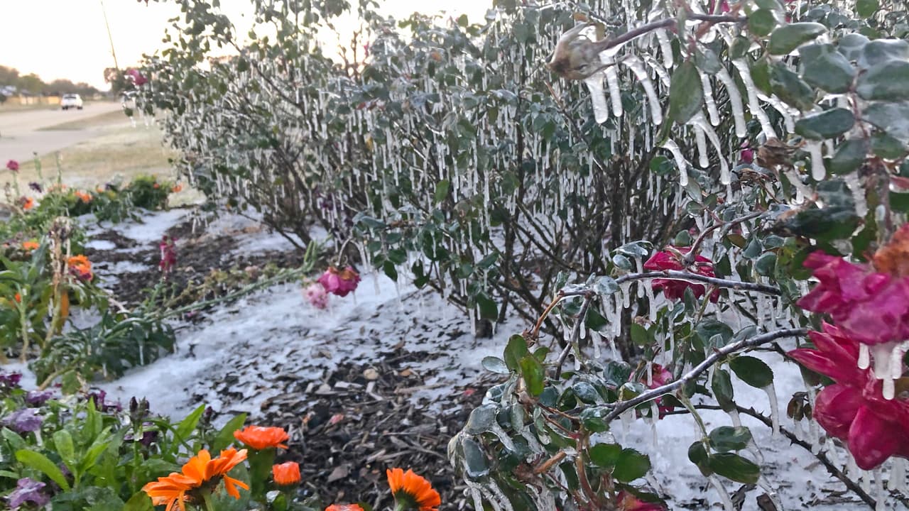 Las plantas sufrieron el embate de la ola de frío y estuvieron congeladas por varios días.