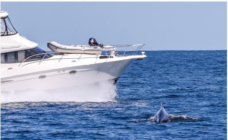 En lo que va de este 2022 se han visto unas 260, de acuerdo con la organización. 
<br>