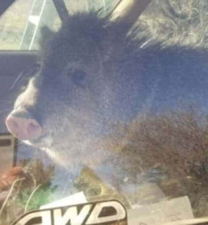 Cuando los oficiales de Yavapai llegaron a liberarla, se dieron cuenta que la jabalí había devorado una bolsa de Cheetos que se encontraba en el vehículo sin dejar una sola migaja.