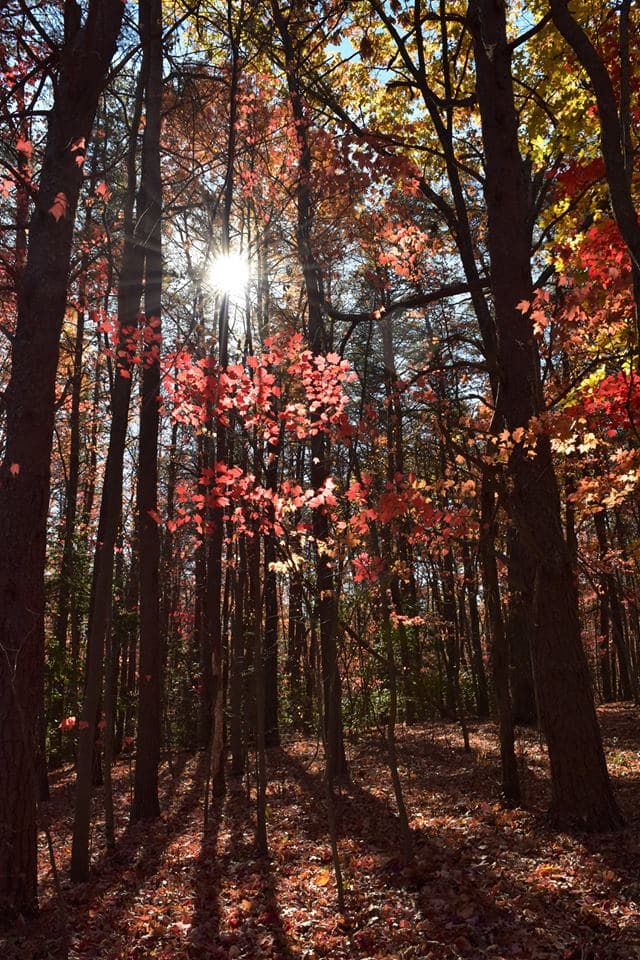 En el paruqe podrás disfrutar de un sendero que te lleva por una escalera hasta el fondo del cañón, donde encontrarás dos cascadas.