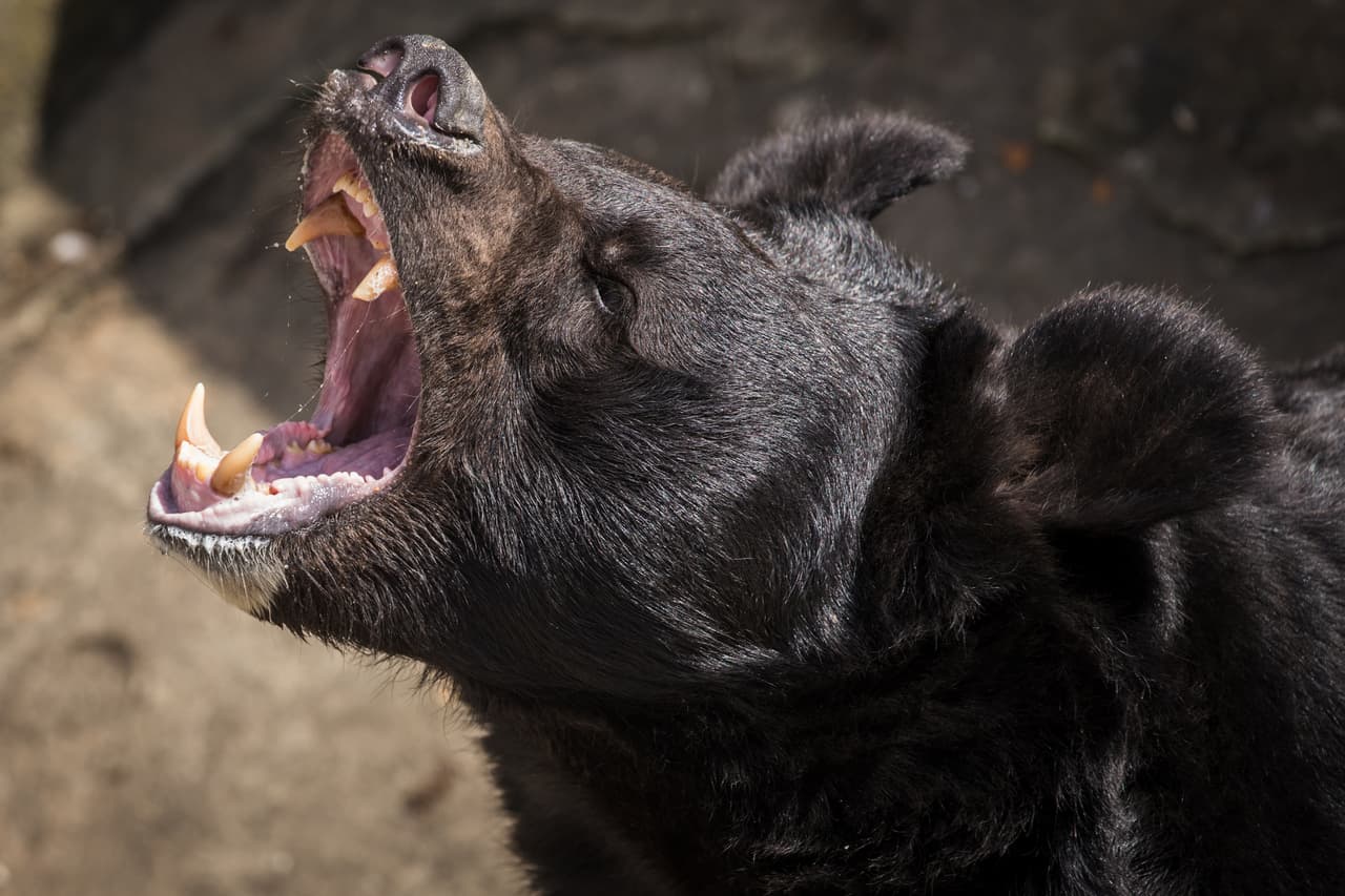 Una pareja mata a un oso que había intentado meterse en su casa
