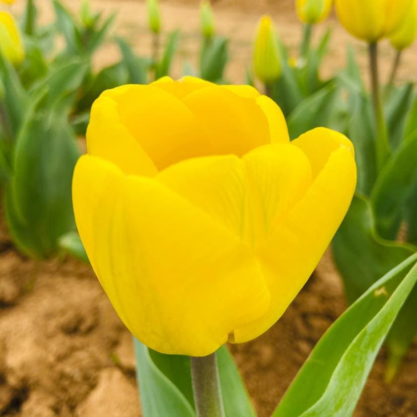 Para entrar solo pagas $5 y cobran $2.50 por cada flor que recojas.
<br>