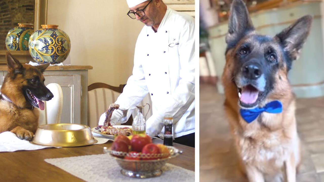 Así es la lujosa vida del perro más rico del mundo (hasta tiene su propia serie en Netflix)