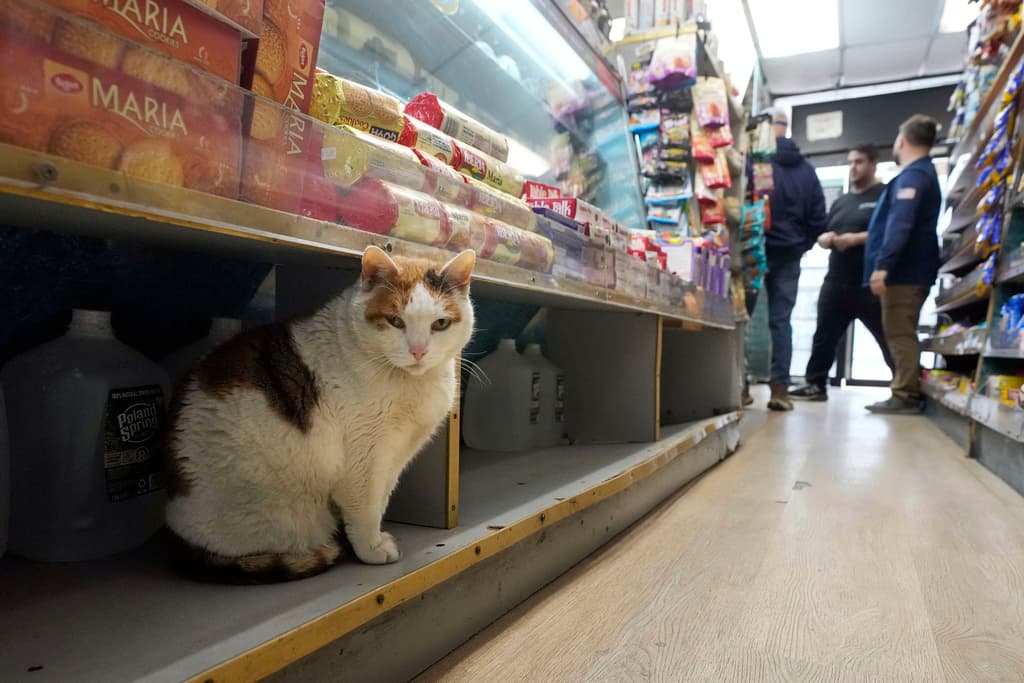 Los gatos de las bodegas de Nueva York se encuentran en el centro de un debate entre las regulaciones sanitarias y su papel en el control de plagas urbanas. En la imagen, el gato Marshmellow se encuentra en un estante debajo de una vitrina de galletas en Deli & Grill, en el Upper East Side de Nueva York.