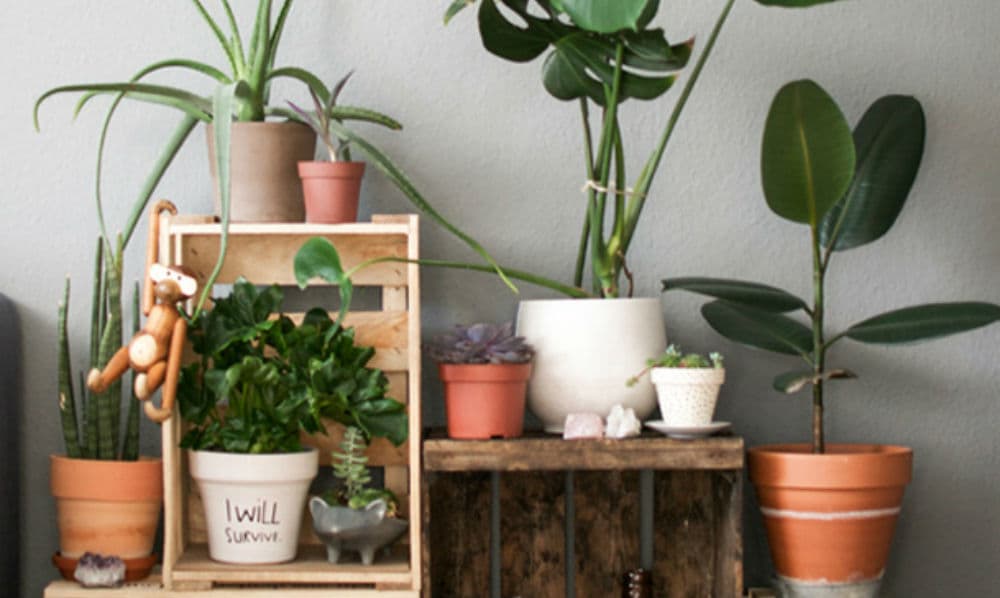 No obstante, hay varias plantitas que pueden ser una gran apuesta si estás iniciando en este tema o si tienes poco tiempo para cuidar de ellas.