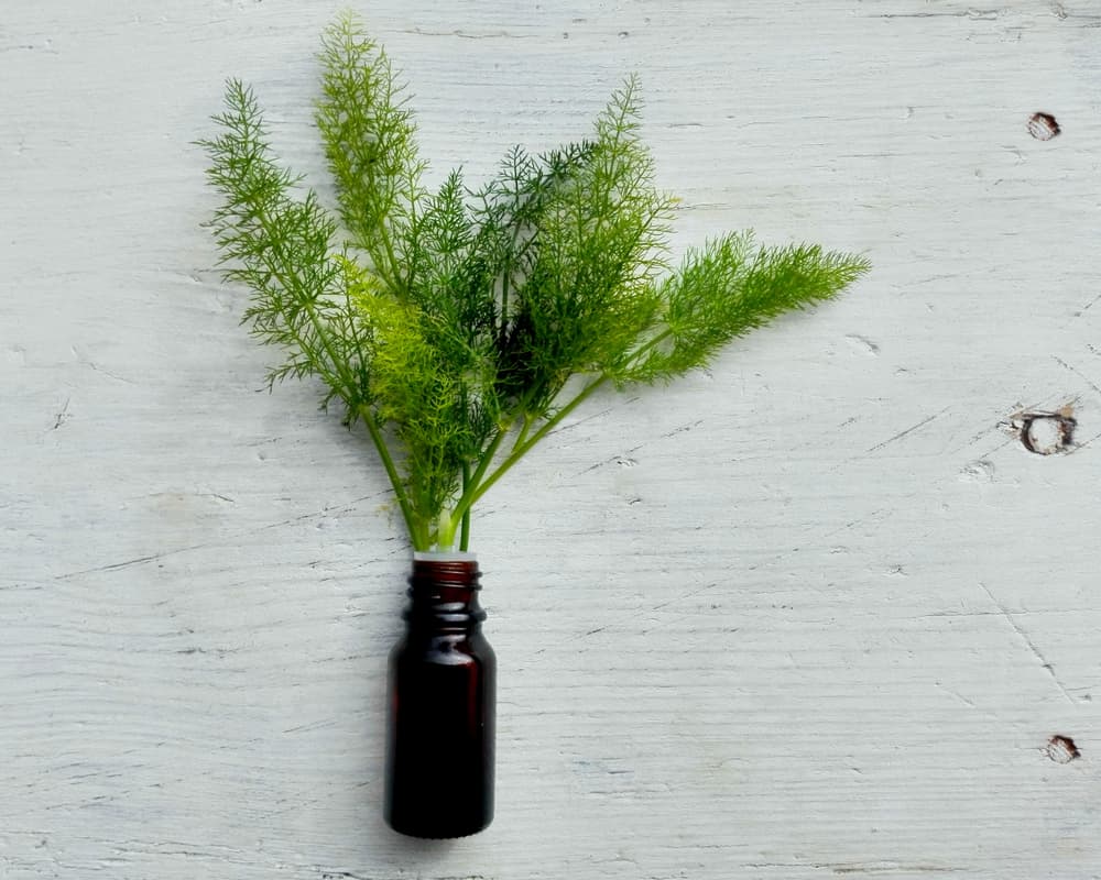 Hay otro ritual con el que puedes proteger tu hogar. En una olla pon a hervir agua con ramas de hinojo. Ya que haya hervido y reposado, usa esa agua para trapear tu casa, o el espacio donde sientas que está lleno de negatividad. Cuando termines, podrás sentir una energía positiva y armónica.