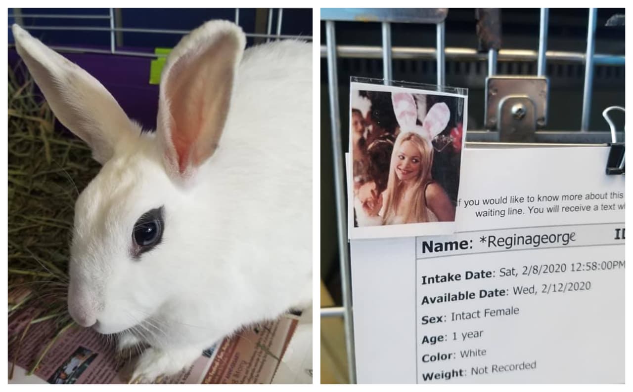 Refugio de animales le busca hogar a conejita “bella pero viciosa” apodada Regina George  