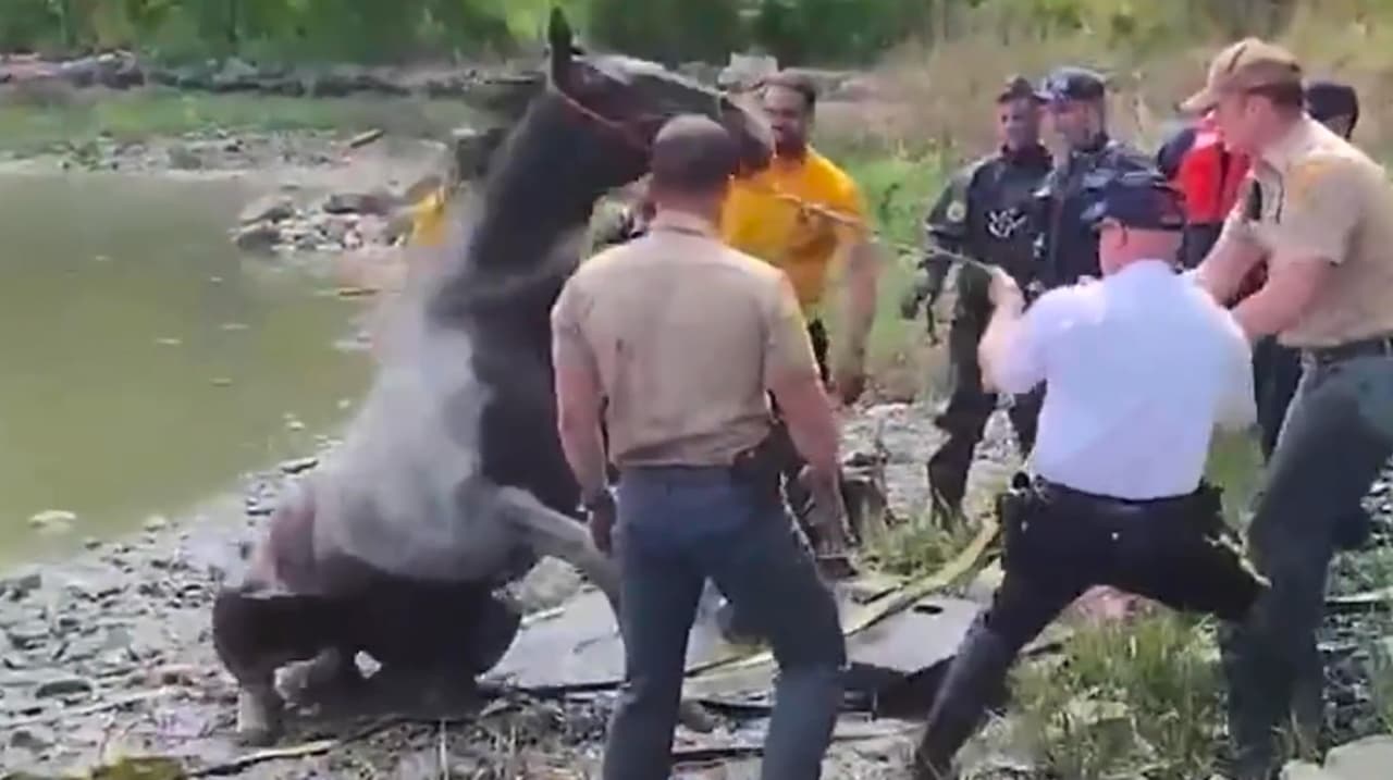 Rescatan caballo que se ahogaba en Orchard Beach, en el Bronx