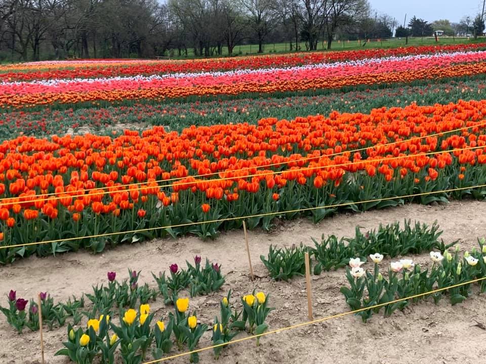 El festival de tulipanes ‘Tulipalooza’, de Poston Gardens, llega a su fin esta temporada de primavera en Waxahachie. 
<br>