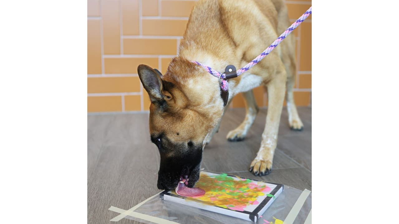 Danny, otra de las mascotas, nos muestra aquí la evidencia de cómo dibujó su pieza de arte.