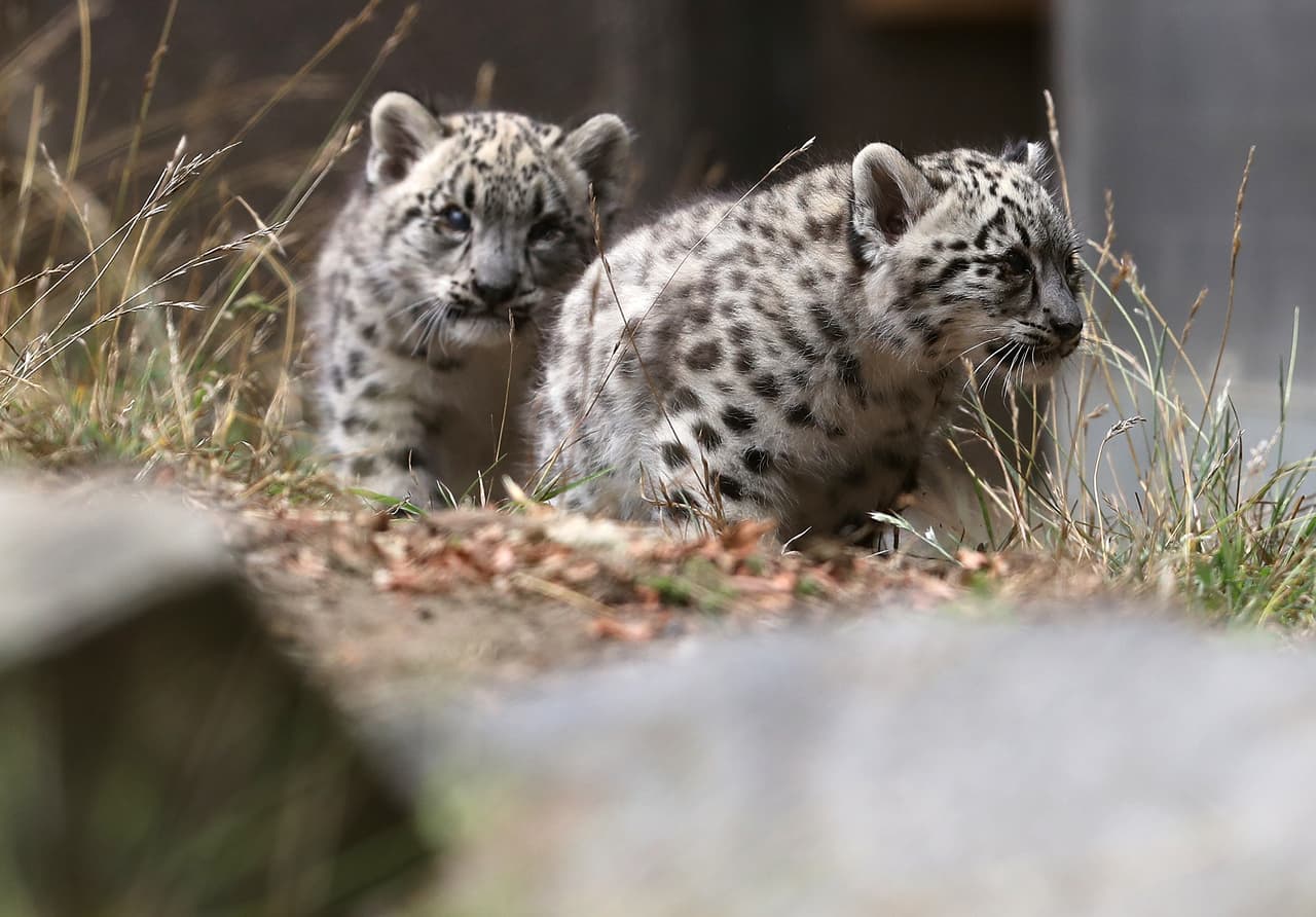 Decenas de familias asistieron a la presentación de estos dos cachorros en el Zoológico de San Francisco.