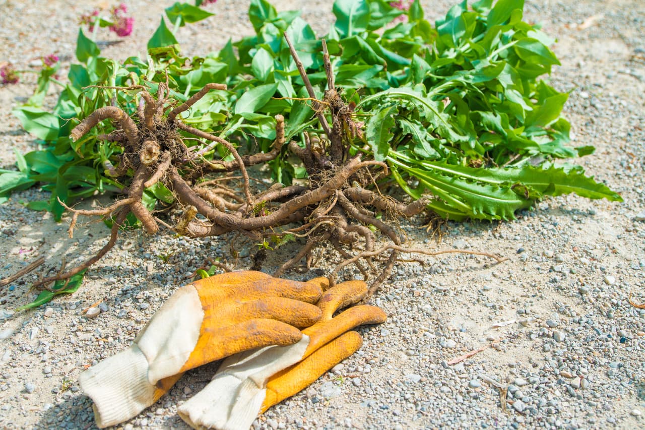 Recomendaciones para minimizar el riesgo de alergias a la hora de quitar plantas de su jardín