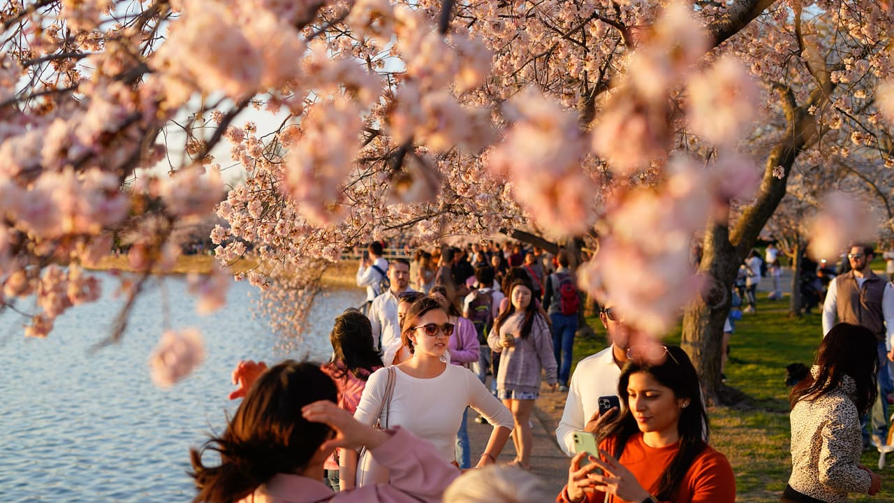El lunes 21 de marzo, los cerezos llegaron a su punto de florecimiento máximo, a un día de haber iniciado el 
<b>Festival Nacional del Cherry Blossom</b> en
<b> Washington DC</b>.