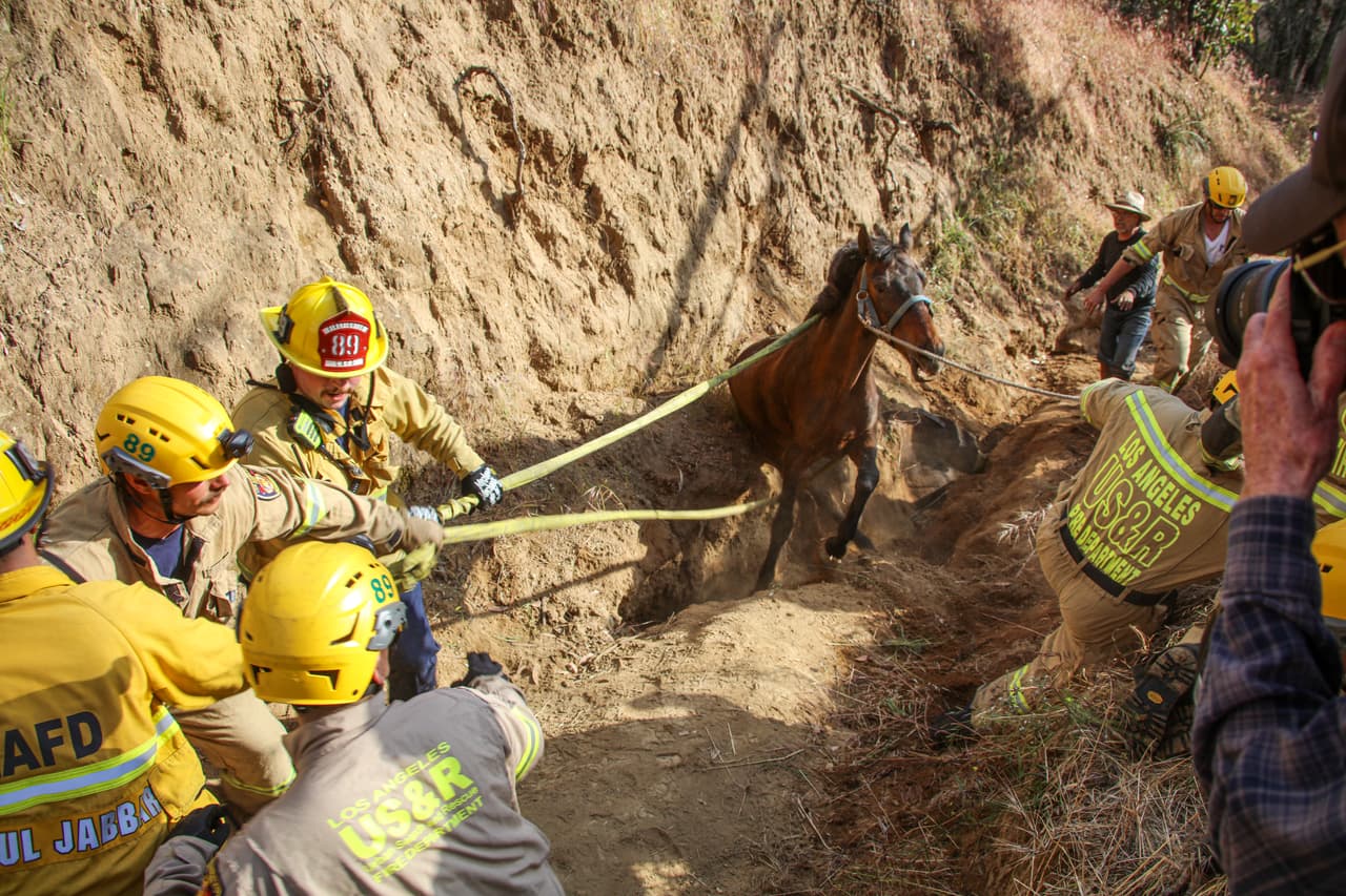 Un accidente lo mantuvo en peligro, pero el caballo Poncho recibió una segunda oportunidad el pasado domingo, 7 de mayo, cuando la rápida acción de su jinete, del Departamento de Bomberos de Los Ángeles y de un equipo especializado de Servicios para Animales, permitió su rescate.