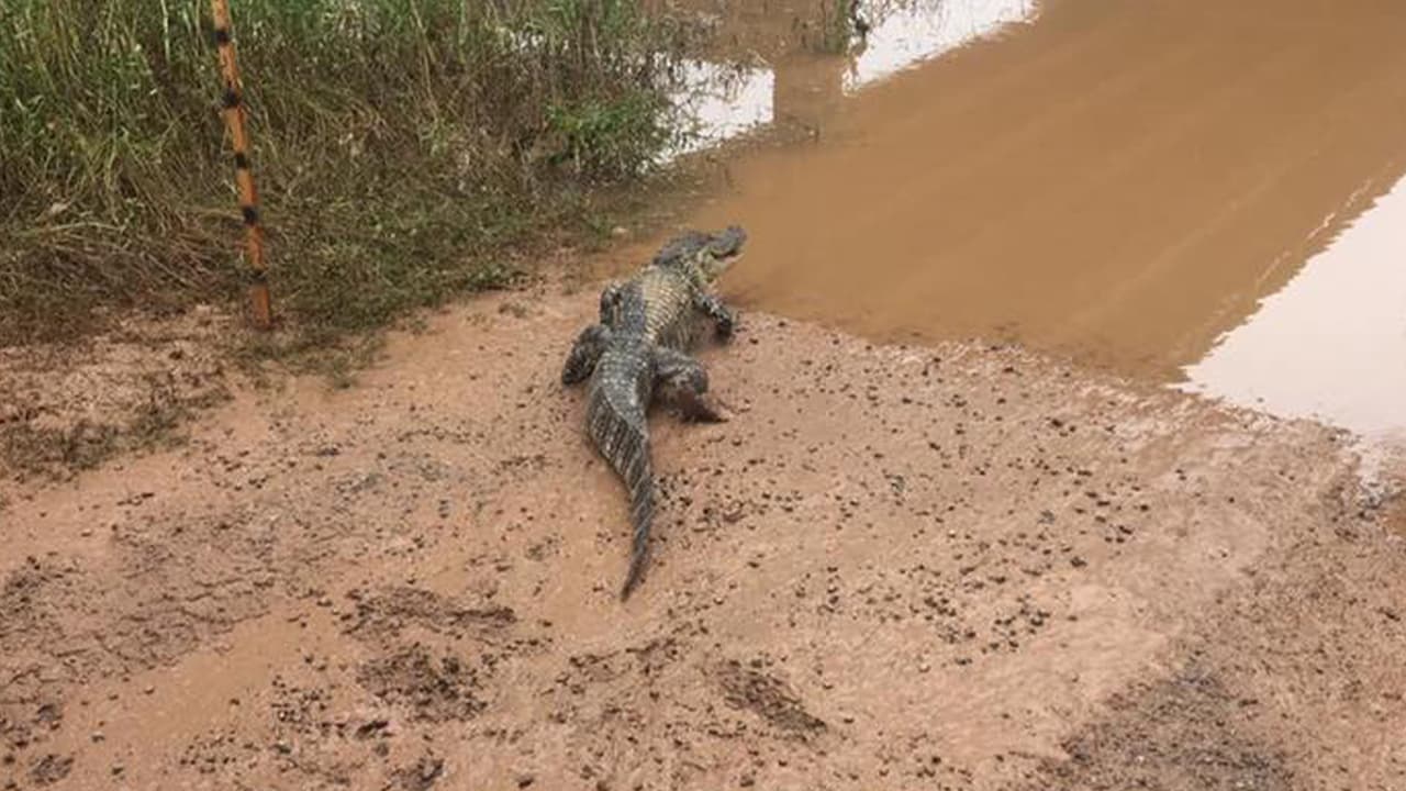 Hallan lagarto en Katy