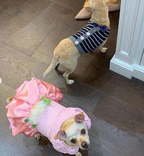 Como parte de este cumpleaños, Baguette estuvo acompañada por otras mascotas.