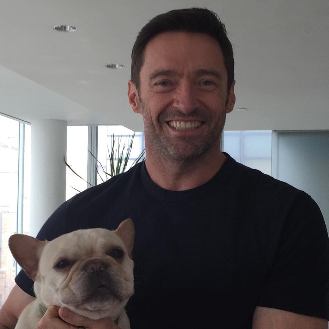 Hugh Jackman disfruta mucho de la compañía de Dalí, un bulldog francés que es su adoración.
