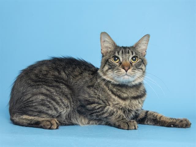 Insysha, es un tipo elegante de 2 años.