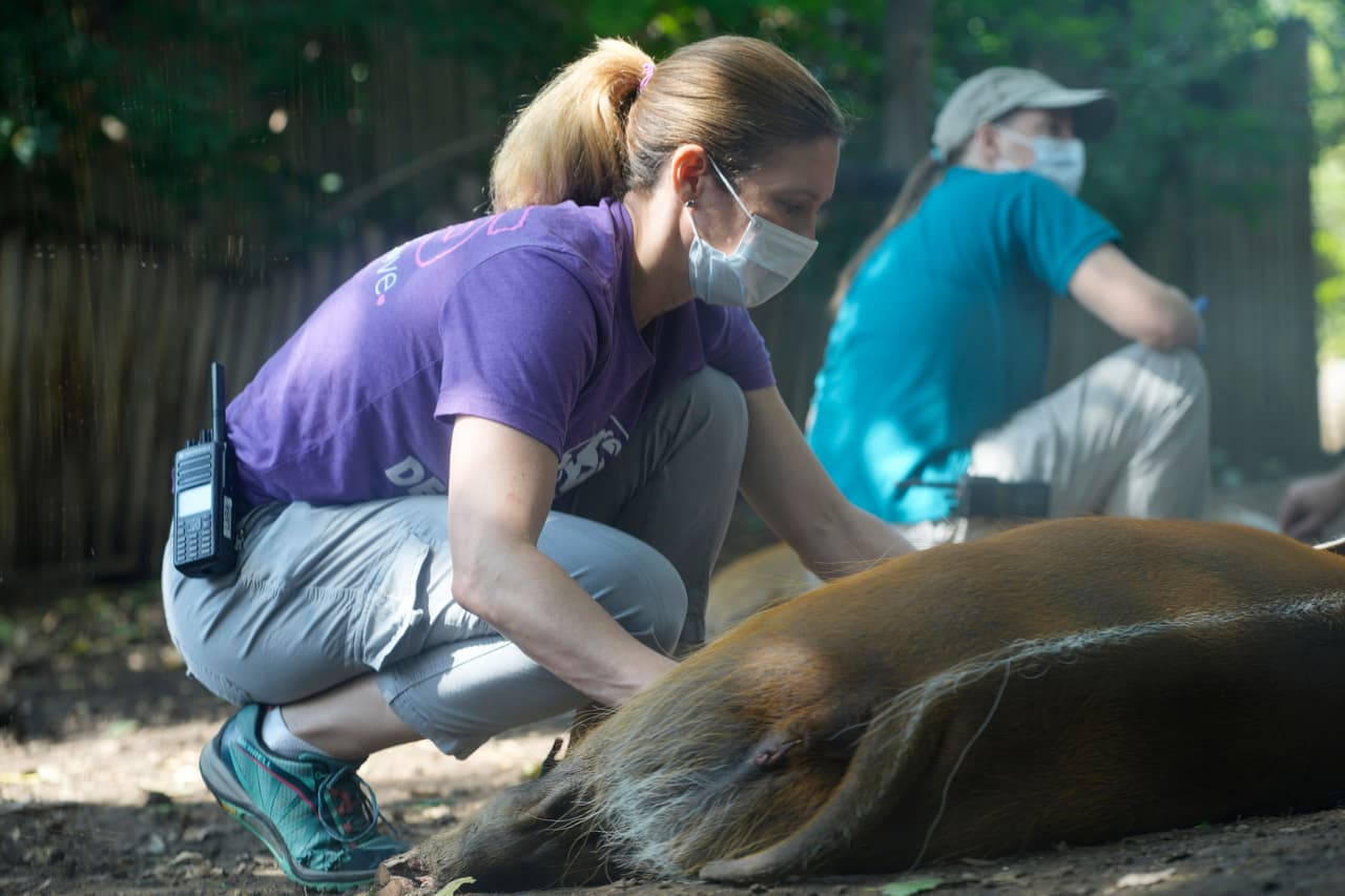 El zoológico de Denver aplicará una vacuna veterinaria contra covid-19 a varias especies