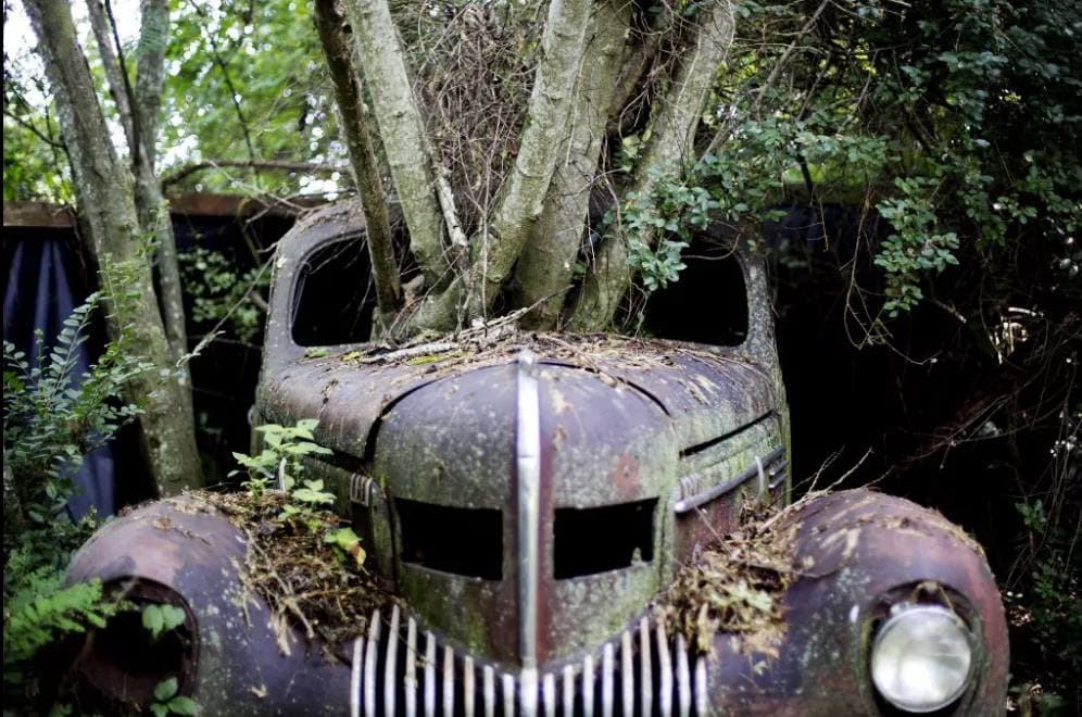 Los visitantes pueden disfrutar de la hermosa vegetación del sur del país que se entrelaza con los cientos de autos que residen en el lugar.