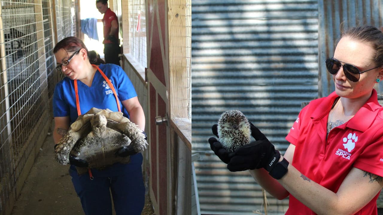 Más de 800 animales fueron rescatados de una tienda de mascotas investigada por crueldad animal