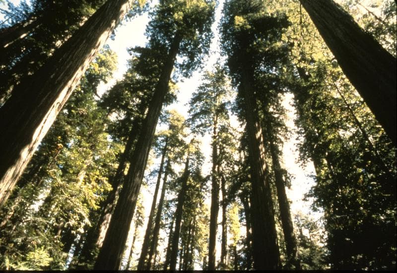 Según los ecólogos, estos árboles son 
<b>superestrellas en la lucha contra el cambio climático, </b>pues las secuoyas costeras almacenan más CO2 que cualquier otro bosque del mundo. Absorben unas 2,600 toneladas métricas de carbono por hectárea (2.4 acres), más del doble de la tasa de absorción de las coníferas del noroeste del Pacífico o de los bosques de eucaliptos de Australia.