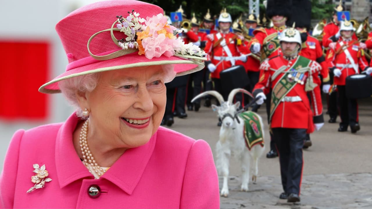 La historia de la cabra real que acompañará a la reina Isabel II en su último recorrido de Escocia a Londres