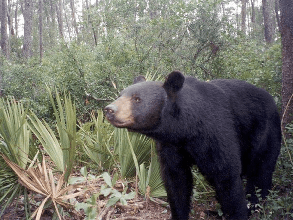 Culmina polémica caza de osos en Florida
