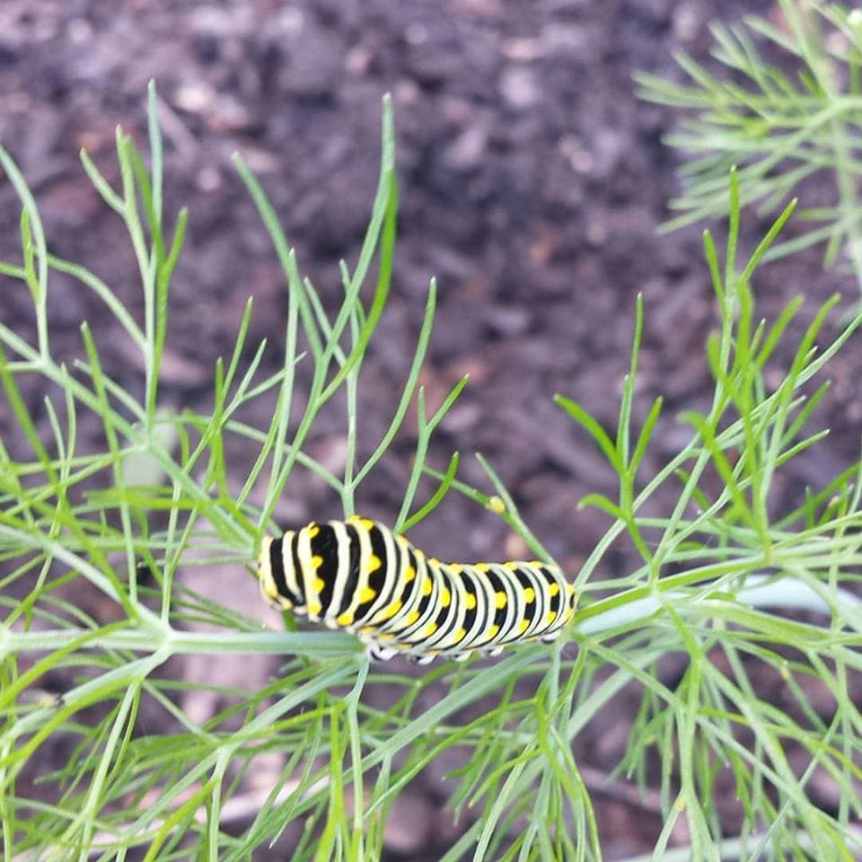 El área donde se encuentra este vibrante jardín comunitario llamado "El paseo" alguna vez fue un terreno abandonado al oeste de Chicago. Sin embargo, hoy en día es un lugar donde personas de todas las edades conviven, aprenden y cosechan sus propios alimentos.