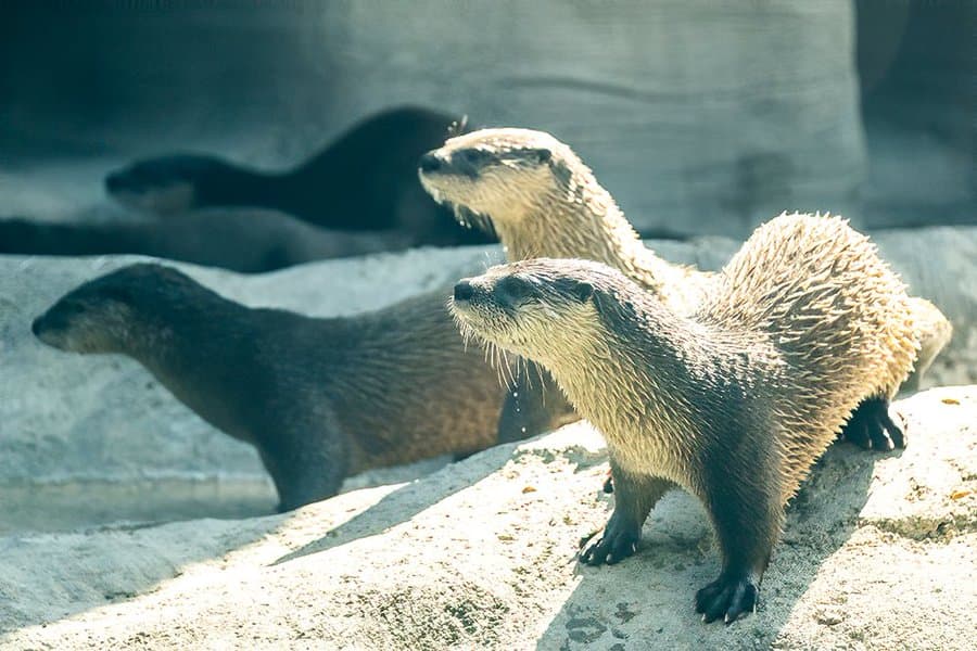 ¡Diversión en familia!: Bibliotecas de Miami-Dade ofrecen pases gratis al zoológico y museos
