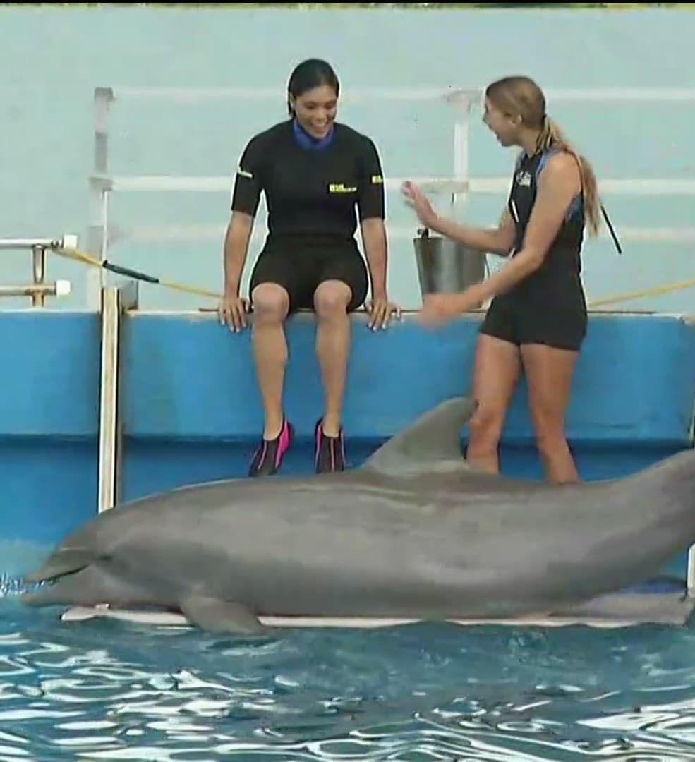 En esta gran experiencia Francisca pudo conocer el trabajo de Ali y a los seis delfines de este aquarium en Estados Unidos.
