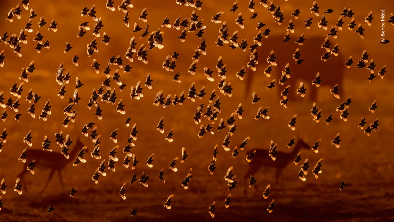 «Bandada dorada», de Bence Máté (Hungría) ganó la mención de honor en la categoría de comportamiento de aves.
<br>
<br>En la imagen podemos contemplar cómo una bandada de aves desciende para saciar su sed en una pequeña charca.
<br>
<br>Para Bence, que contemplaba la escena bajo la luz dorada del final de la tarde, la visión de aquella masa en remolino resultó impresionante: «Se podía sentir la corriente de aire provocada por decenas de miles de alas batiendo al unísono, incluso desde una distancia de 30 metros».
<br>
<br>Los queleas comunes se encuentran en casi todas las regiones de África central, oriental y meridional, a excepción de las selvas tropicales. Se reúnen en grupos que pueden alcanzar los dos millones de individuos, y se estima que la población mundial de adultos reproductores asciende a 1500 millones, lo que los convierte en el ave silvestre más abundante de la Tierra.
<br>
<br>La imagen fue capturada en Ashnil Aruba Lodge, Parque Nacional de Tsavo Este, Kenia.
<br>