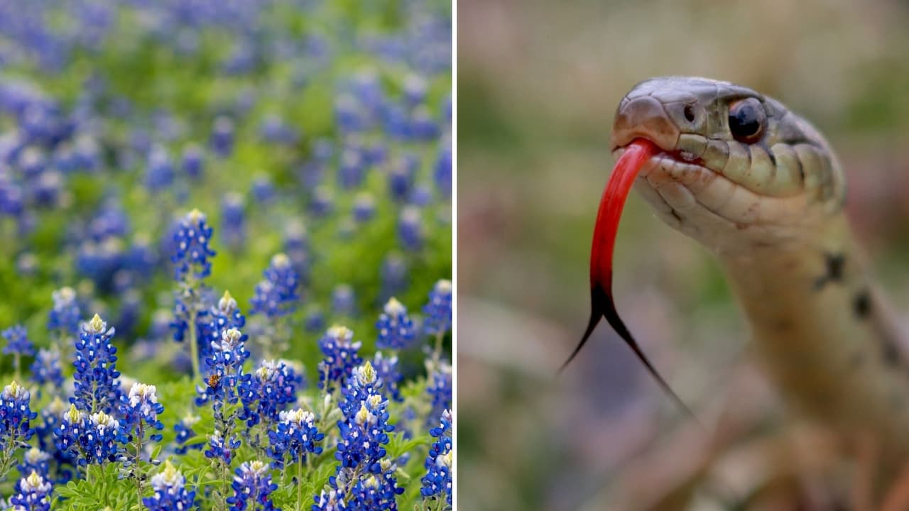 La temporada de serpientes en el norte de Texas comienza ahora en abril. Estos animales suelen ocultarse en los senderos y jardines que sueles visitar en primavera, te decimos qué hacer en caso de ver una y cómo tratar la mordida de una serpiente.