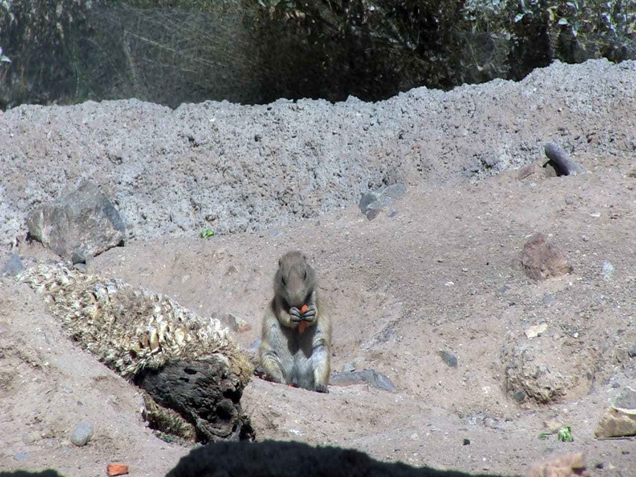 Los perros de la pradera juegan en un espacio creado para ellos.