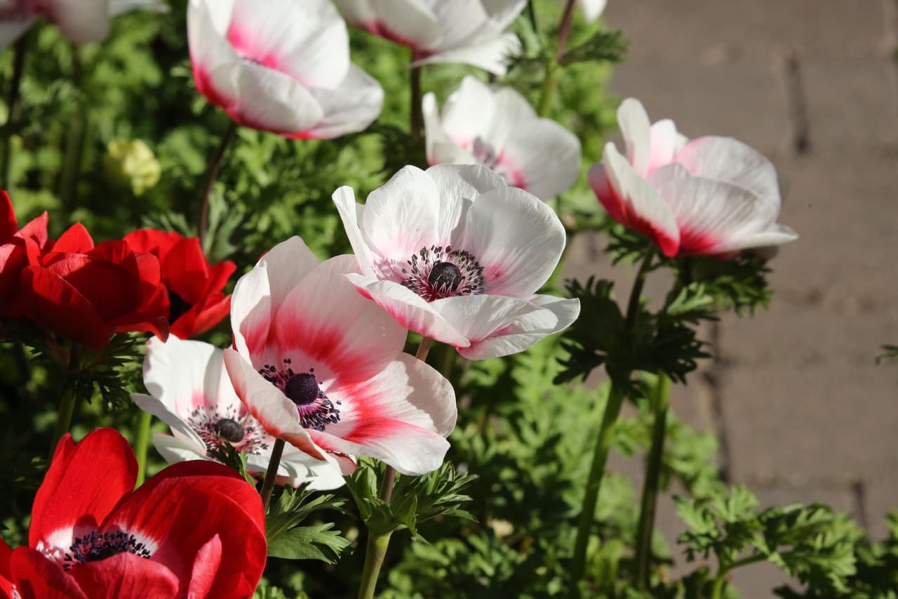 Además, puedes ver las flores de anémonas que comenzaron a florecer.