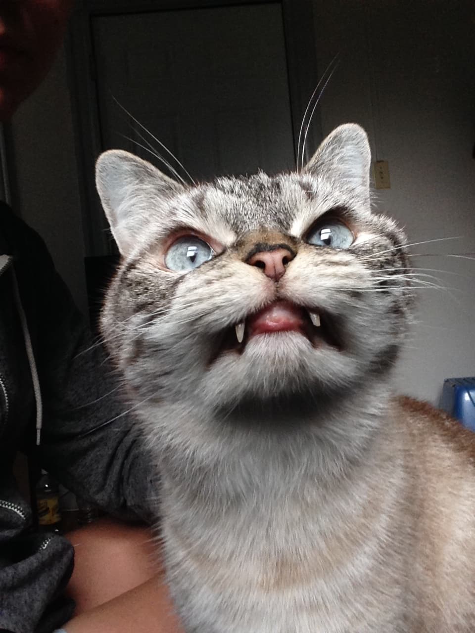 Aunque es adorable, cuando Loki se enoja realmente puede resultar aterradora.