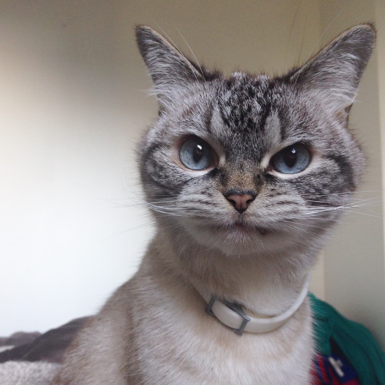 ‘No me dieron muchos detalles sobre sus colmillos’, explicó en la red social de fotografías.