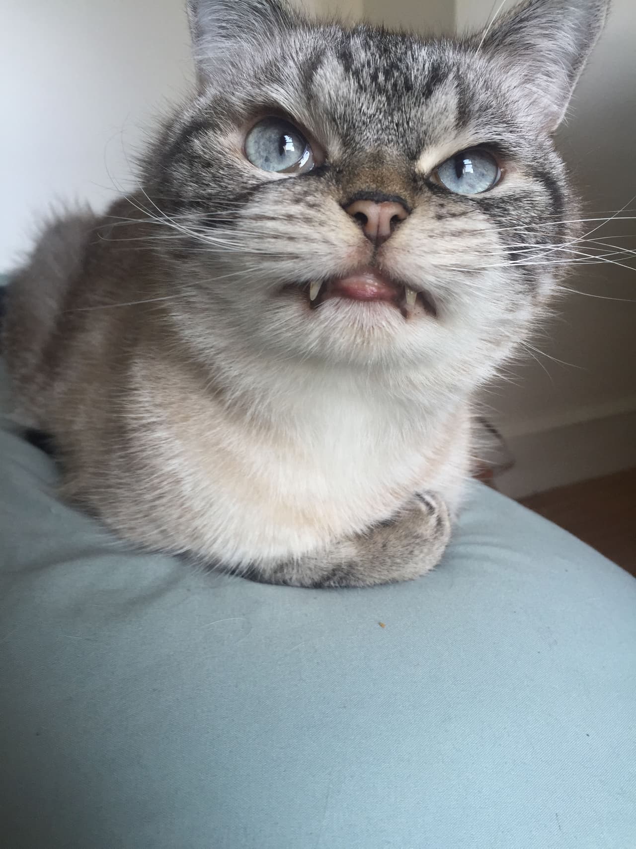 La mascota, mezcla de siamés, tuvo un par de problemas de salud que quedaron en el olvido gracias a su dueña.