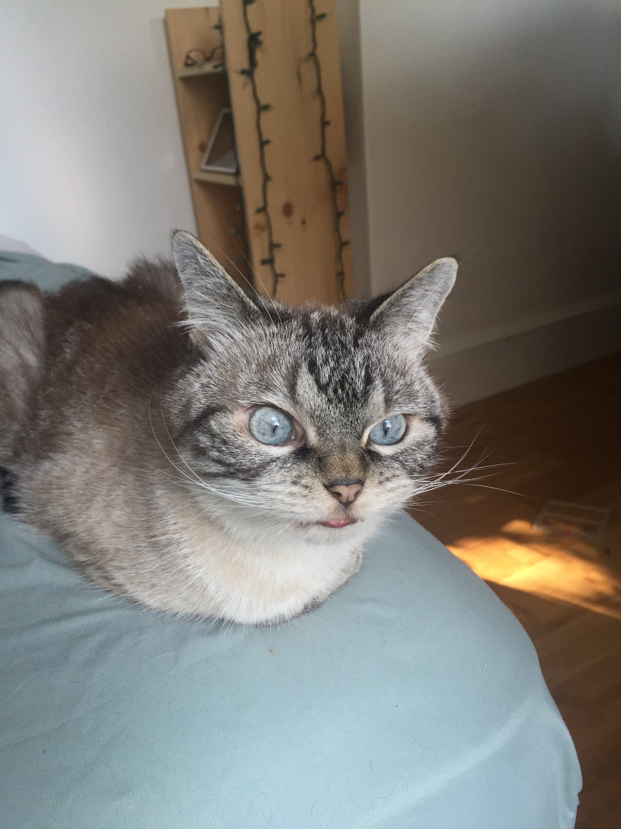 Esta minina se convierte día a día en una sensación en Instagram gracias a su ‘endemoniado’ aspecto.