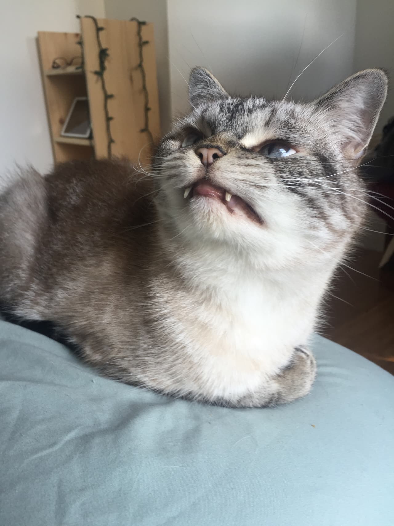 La gata cuyo nombre es Loki tiene más de 23 mil seguidores.