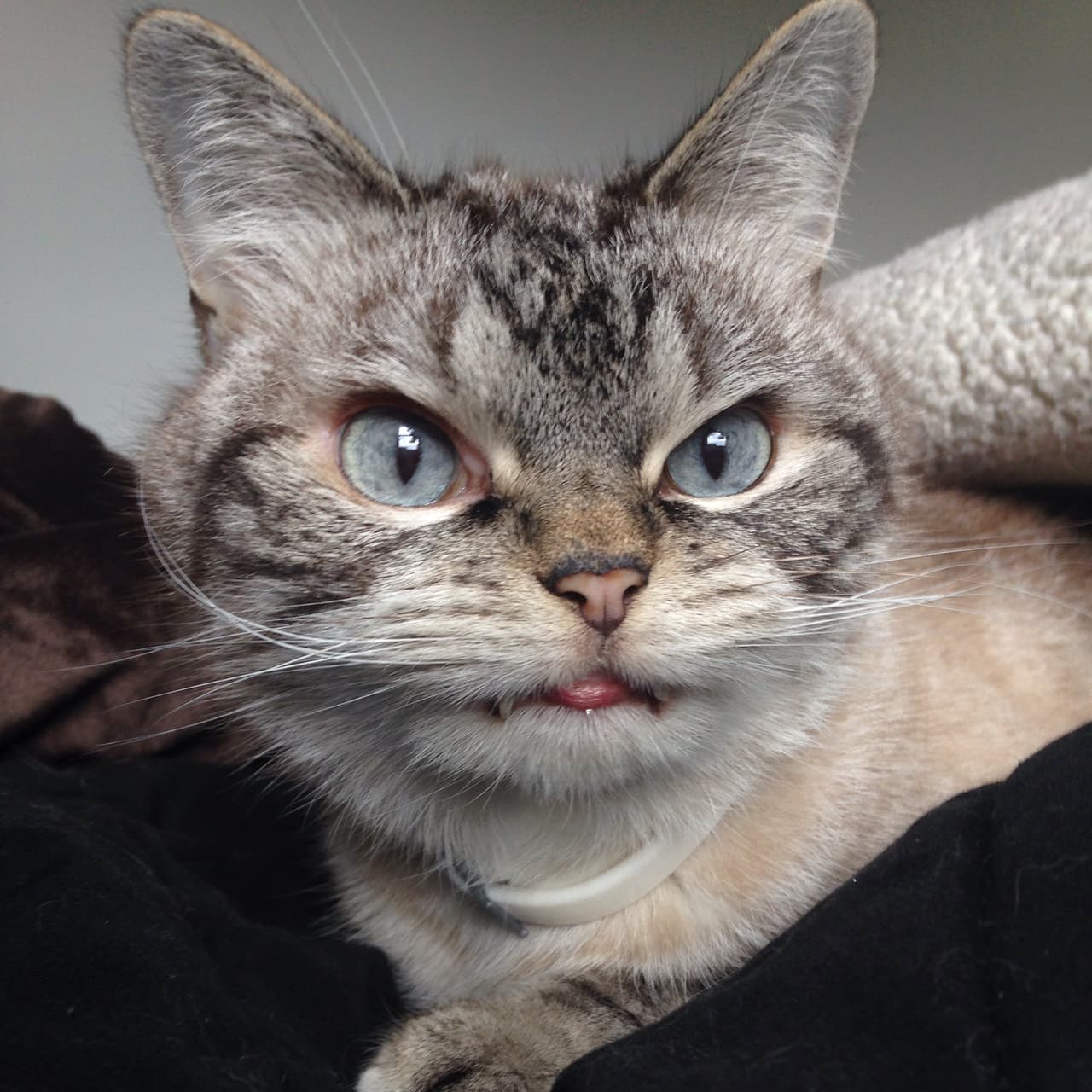 ¡No le tengas miedo! Esta gatita promete no moderte… mucho.