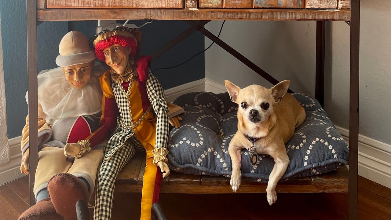 Esta es la dirección:
<br>BARC Animal Shelter & Adoptions
<br>3200 Carr Street,
<br>Houston, TX 77026